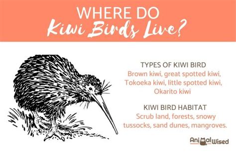 chatear kiwi|kiwi live chat.